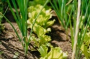 Photo de plantation de fin d'été : oignons, laitues ...