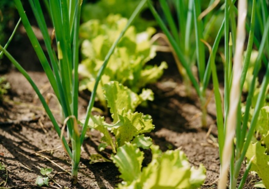 Photo de plantation de fin d'été : oignons, laitues ...
