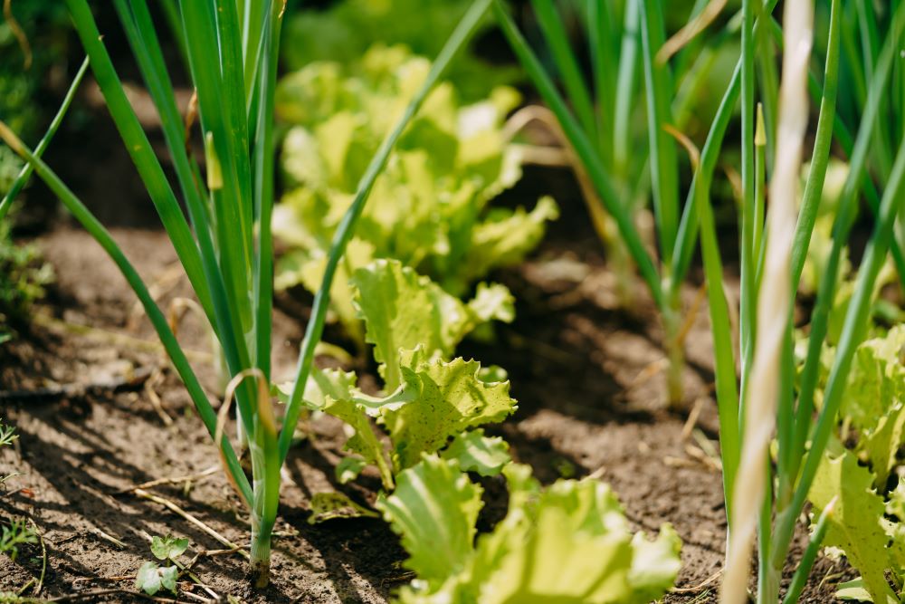Photo de plantation de fin d'été : oignons, laitues ...