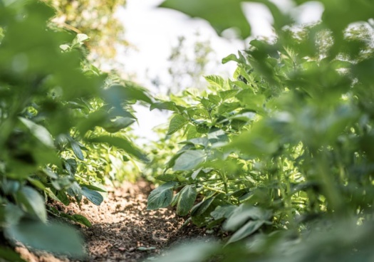 Photo nous montrant une large plantation de pommes de terre.