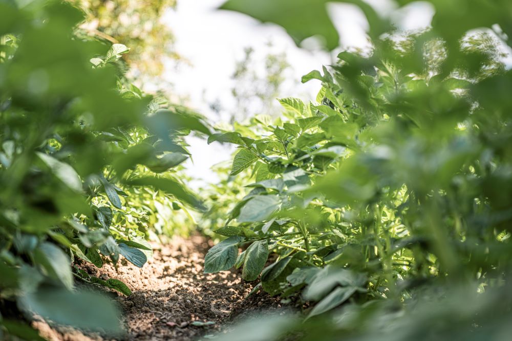 Photo nous montrant une large plantation de pommes de terre.