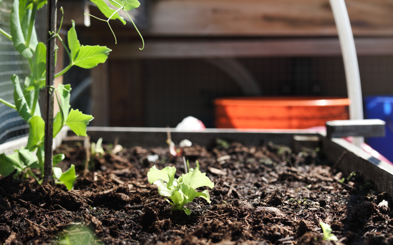 Photo d'un petit potager de balcon sur lequel pousse une laitue