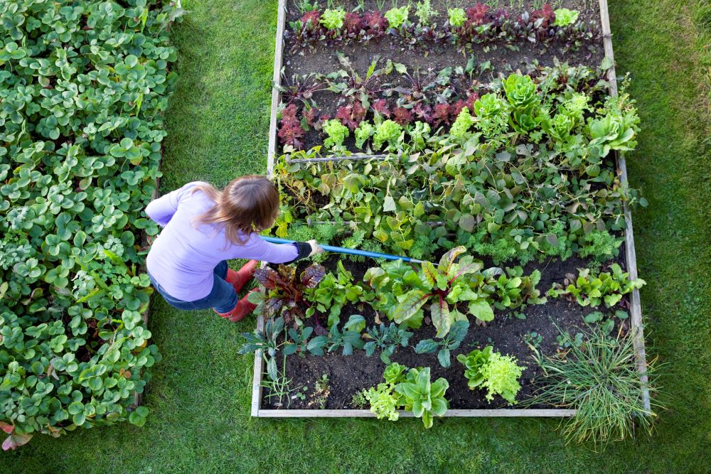 Vue du dessus d'une femme s'occupant de son potager.