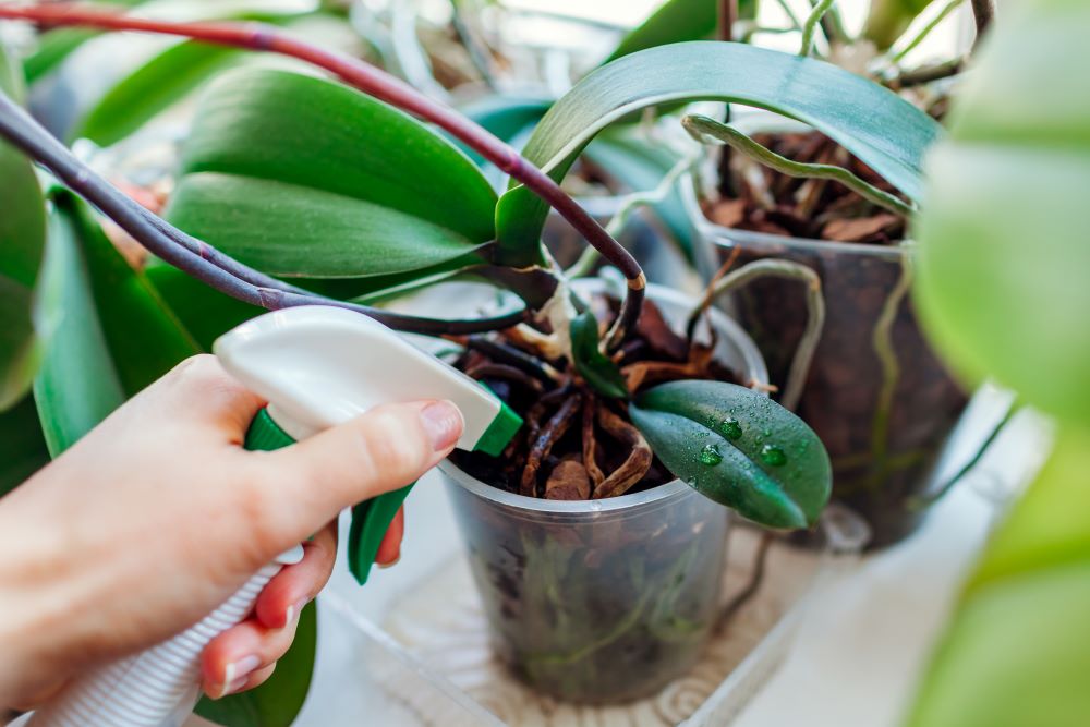 Photo d'un pulvérisateur au dessus d'un pot avec des orchidées.