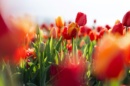 Photo de tulipes du jardin dans les tons rouge orangées