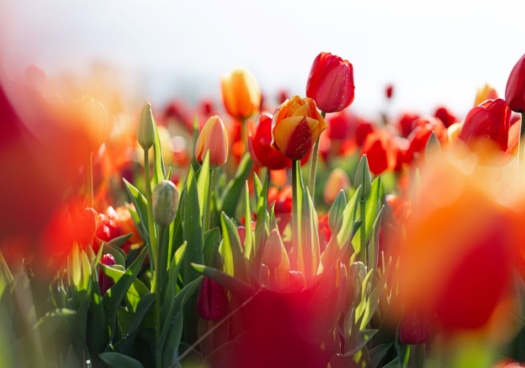 Photo de tulipes du jardin dans les tons rouge orangées