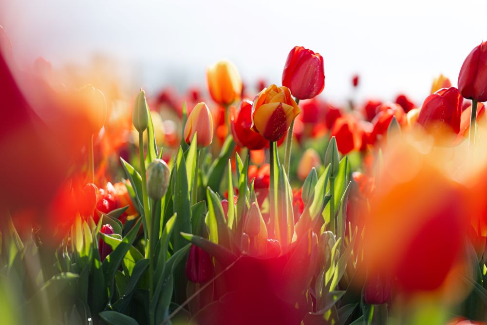 Photo de tulipes du jardin dans les tons rouge orangées
