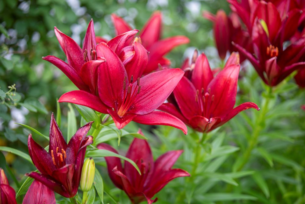 Photo d'un lys asiatique de couleur rouge intense.