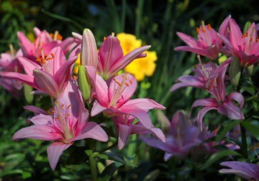 Photo de plusieurs lys roses dans un jardin