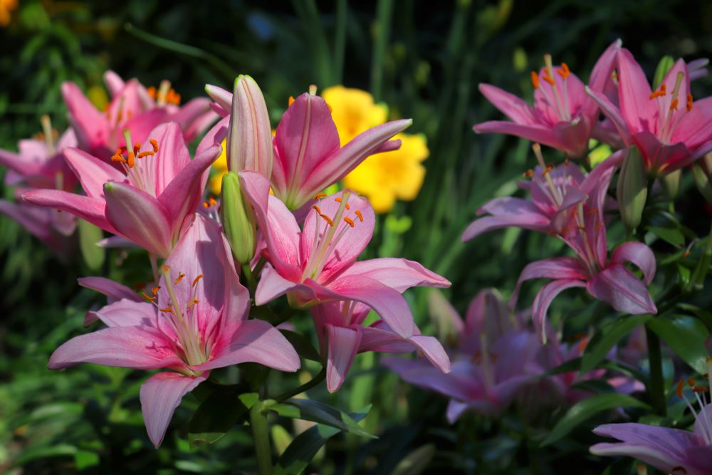 Photo de plusieurs lys roses dans un jardin