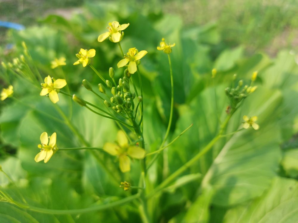 Plant de moutarde pour une utilisation comme engrais vert.