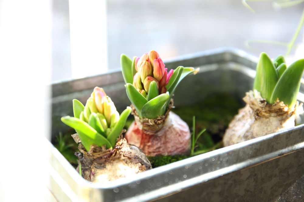 Photo représentant une jardinière avec des bulbes de jacinthes dedans.