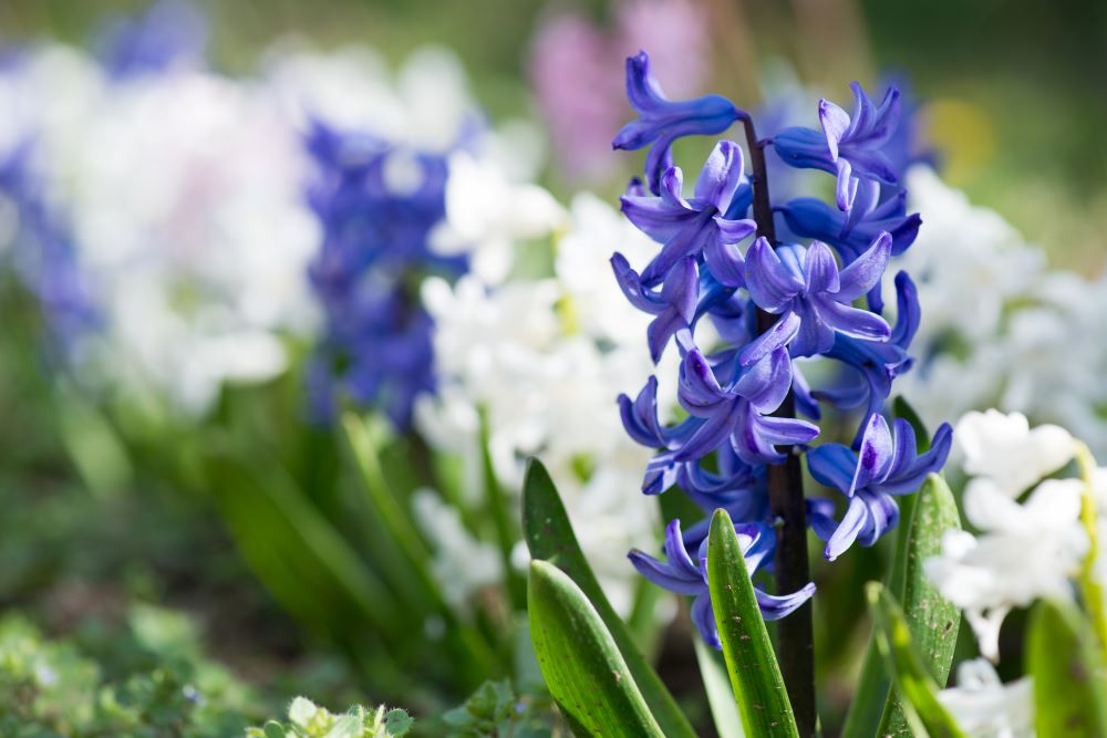 Photo d'une jacinthe bleue au jardin