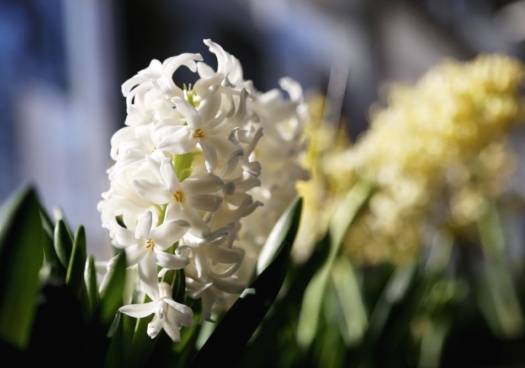 Photos de jacinthe blanche fleuries.