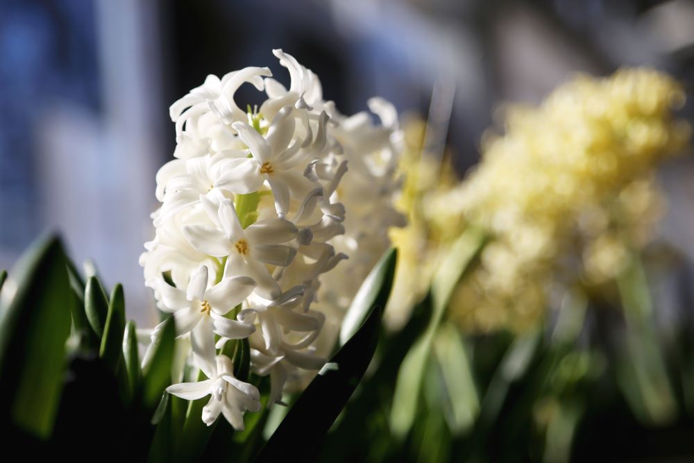 Photos de jacinthe blanche fleuries.