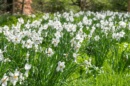 Photo représentant un massif de narcisses au jardin.