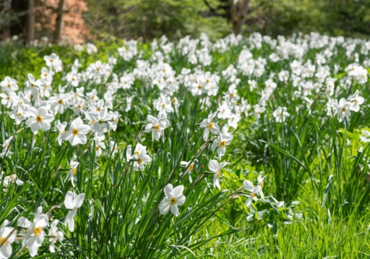 Photo représentant un massif de narcisses au jardin.