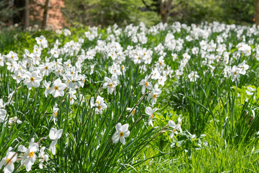 Photo représentant un massif de narcisses au jardin.
