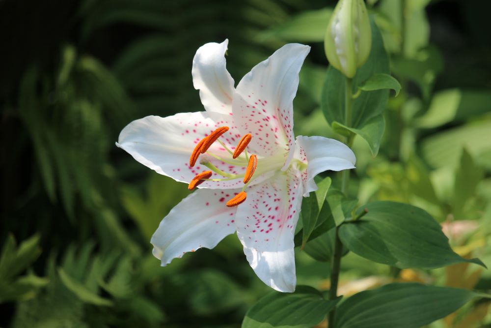 Photo d'un lys blanc