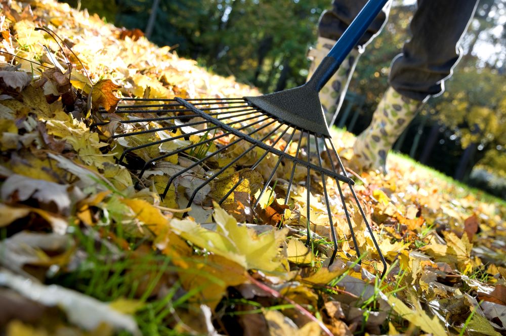 Photo du ramassage de feuilles mortes au jardin en automne.