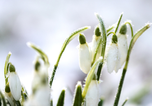 Photo de Galenthus gelés dans la neige.