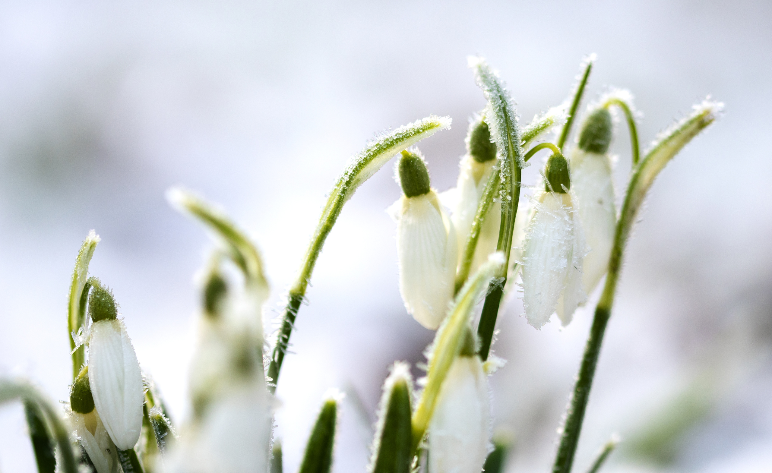 Photo de Galenthus gelés dans la neige.