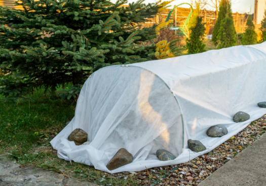 Abri tunnel pour roses. Couvrir les roses pour l'hiver. Protection contre le gel des plantes de jardin. Travaux d'automne dans le jardin.