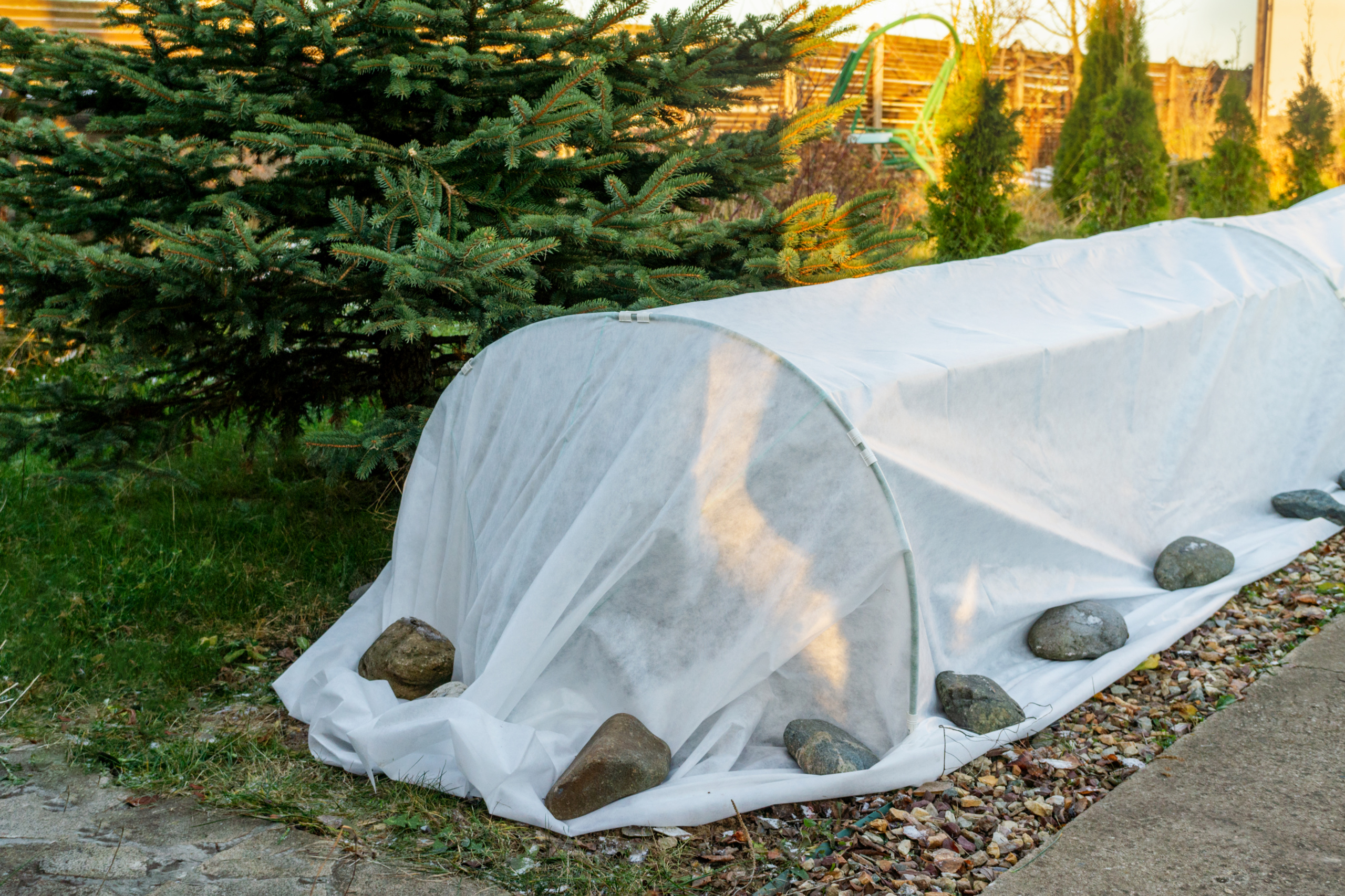 Abri tunnel pour roses. Couvrir les roses pour l'hiver. Protection contre le gel des plantes de jardin. Travaux d'automne dans le jardin.