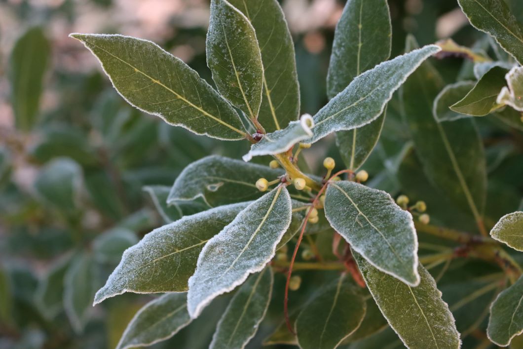 photo-de-laurier-avec-une-couche-de-givre
