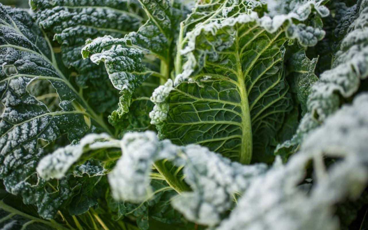 Photo d'un chou au potager recouvert de givre.