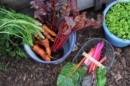 Photo permettant de visualiser une récolte de légumes d'automne vue du dessus.