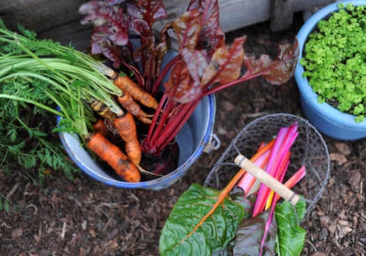 Photo permettant de visualiser une récolte de légumes d'automne vue du dessus.