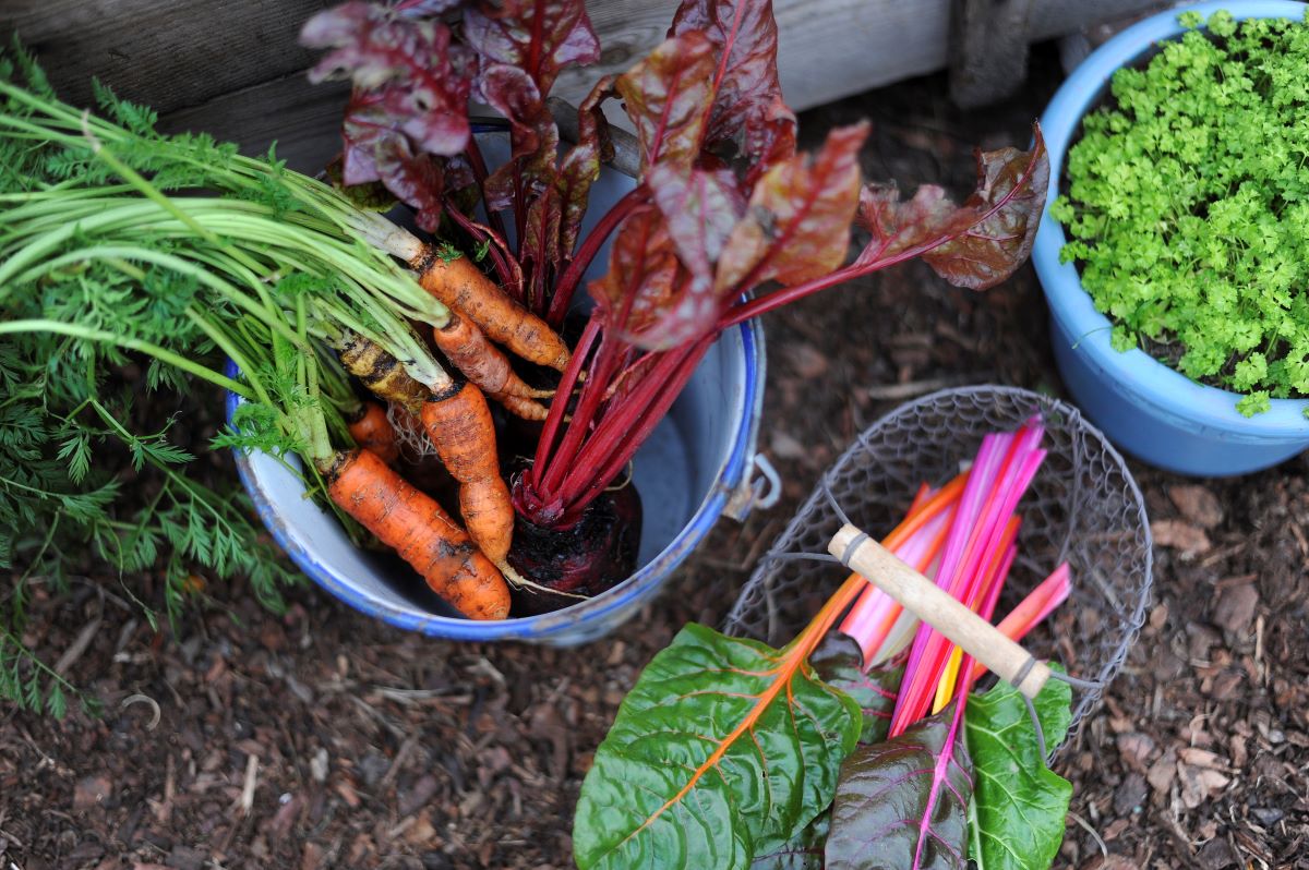 Photo permettant de visualiser une récolte de légumes d'automne vue du dessus.
