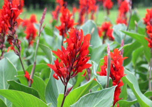 Photo qui permet de voir des cannas rouges en pleine floraison.