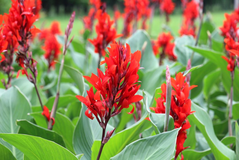 Photo qui permet de voir des cannas rouges en pleine floraison.