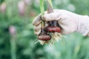 Images représentant des bulbes de glaïeuls venant d'être déterrés.