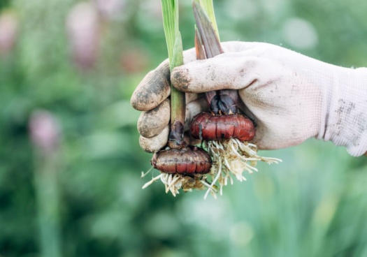 Images représentant des bulbes de glaïeuls venant d'être déterrés.