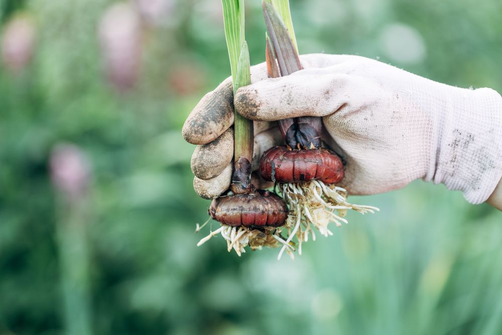 Images représentant des bulbes de glaïeuls venant d'être déterrés.