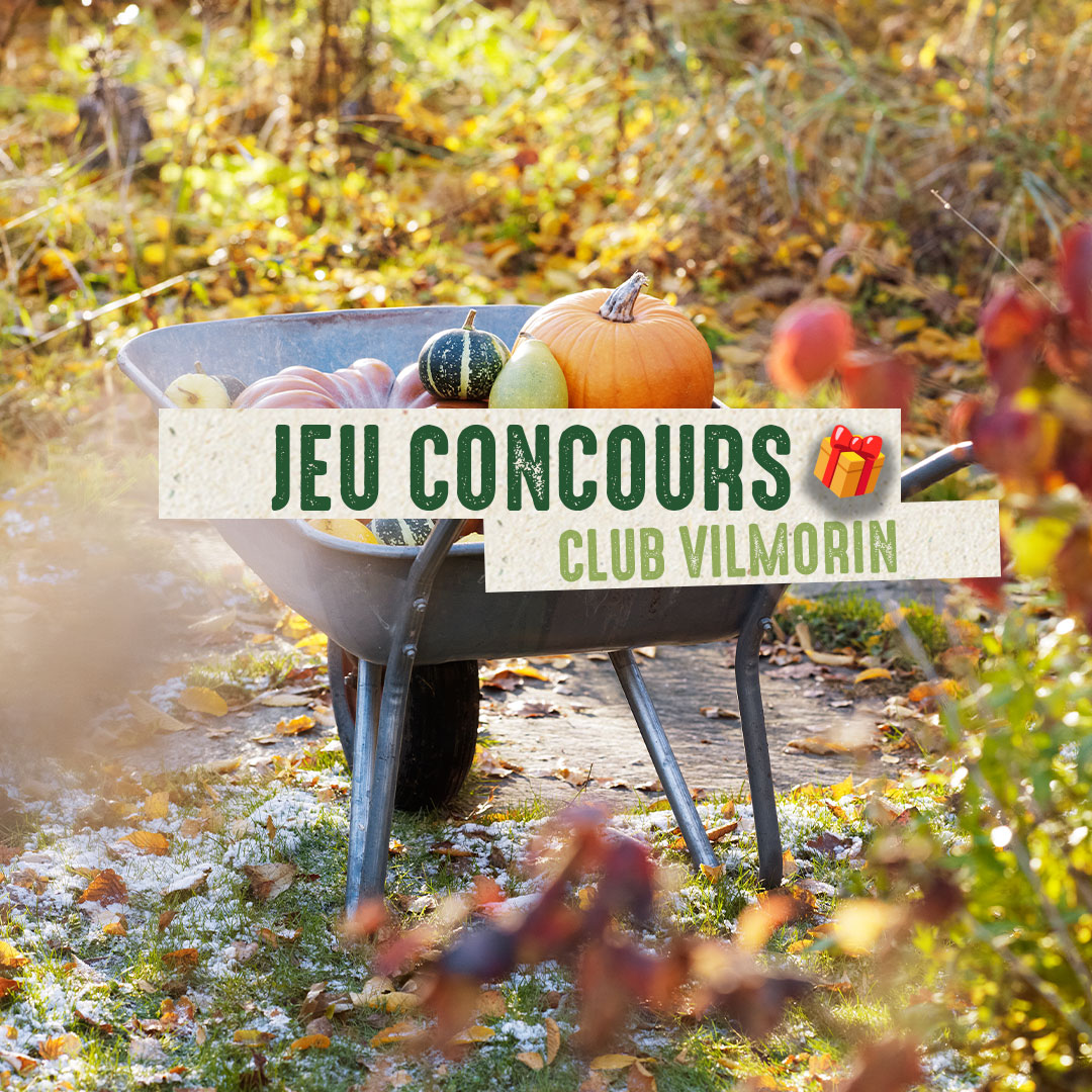 Jardin d'automne : courges, citrouilles et feuilles aux couleurs de l'automne