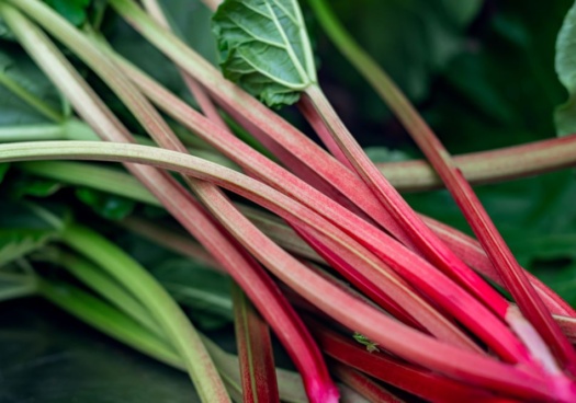 Photo de rhubarbe