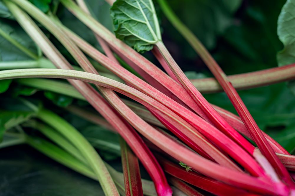 Photo de rhubarbe