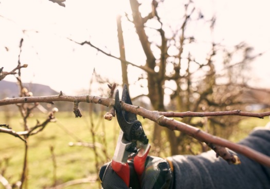 Cette photo représente la taille d'un arbre à l'approche de l'hiver.