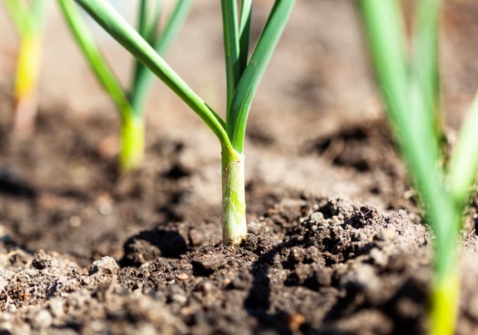 Jeunes poireaux venant d'être repiqués.