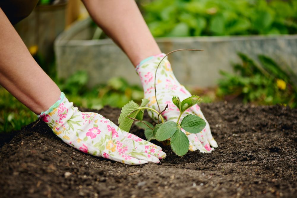 Photo d'un repiquage effectué avec des gants fleuris.