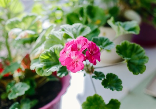 Photo d'un géranium en pot rentré à l'intérieur pour l'hiver.
