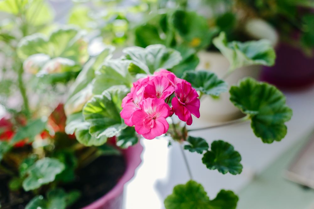 Photo d'un géranium en pot rentré à l'intérieur pour l'hiver.