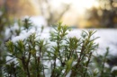 Photo de romarin représentant les aromates du jardin sous la neige.