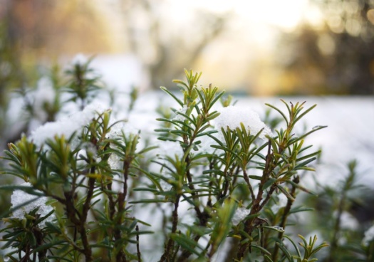 Photo de romarin représentant les aromates du jardin sous la neige.