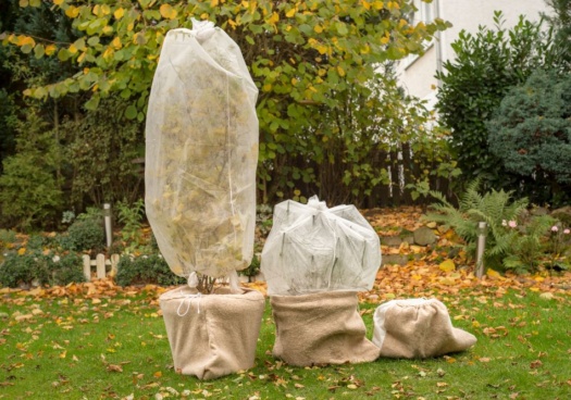 Photo de plantes en pots mises sous voile d'hivernage.