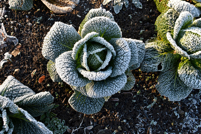 Des beaux choux au jardin en hiver